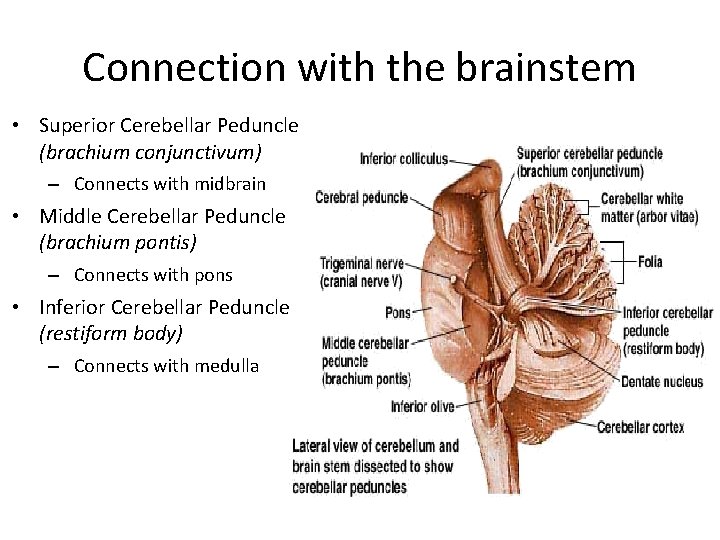 Connection with the brainstem • Superior Cerebellar Peduncle (brachium conjunctivum) – Connects with midbrain