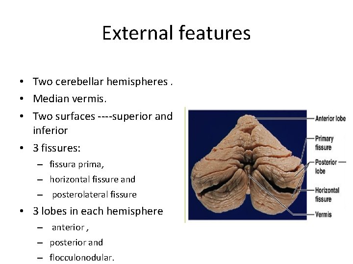 External features • Two cerebellar hemispheres. • Median vermis. • Two surfaces ----superior and