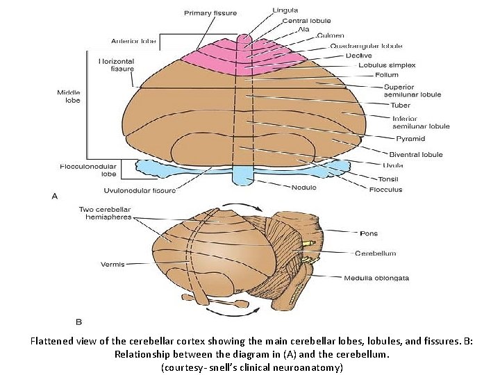 Flattened view of the cerebellar cortex showing the main cerebellar lobes, lobules, and fissures.