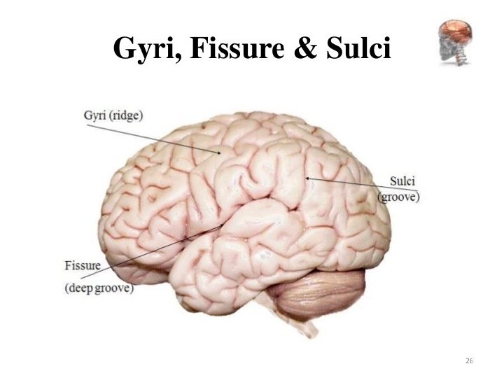 SULCUS & GYRUS 