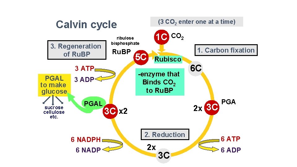 (3 CO 2 enter one at a time) Calvin cycle 3. Regeneration of Ru.