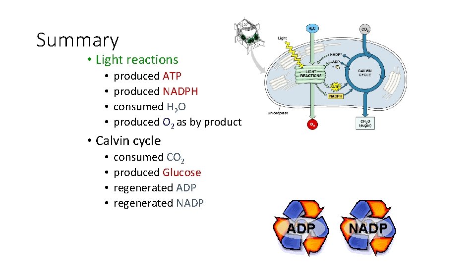 Summary • Light reactions • • produced ATP produced NADPH consumed H 2 O