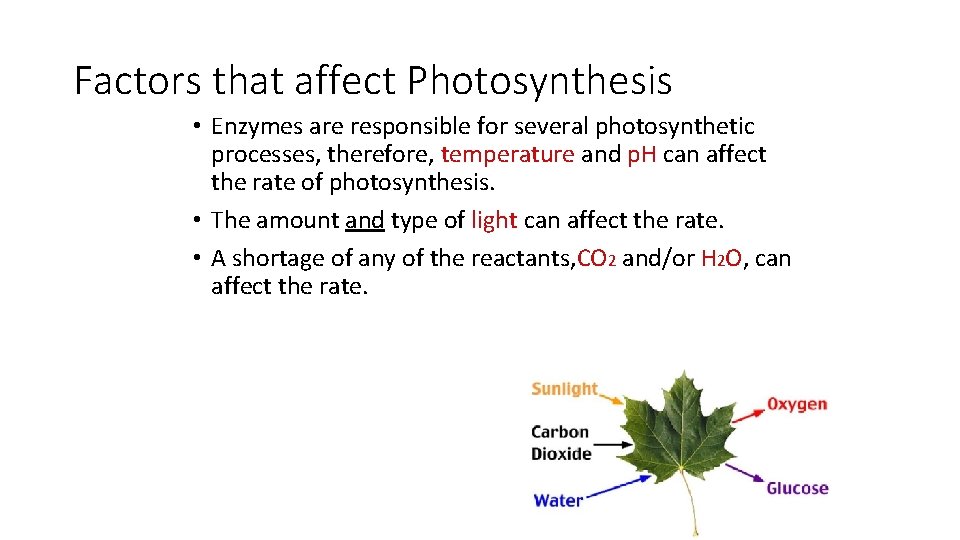 Factors that affect Photosynthesis • Enzymes are responsible for several photosynthetic processes, therefore, temperature