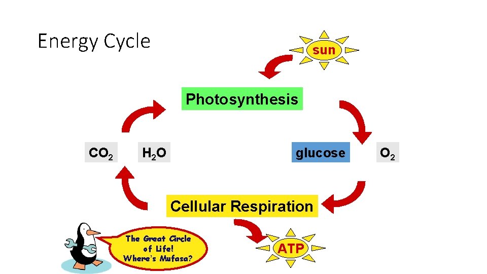 Energy Cycle sun Photosynthesis CO 2 H 2 O glucose Cellular Respiration The Great