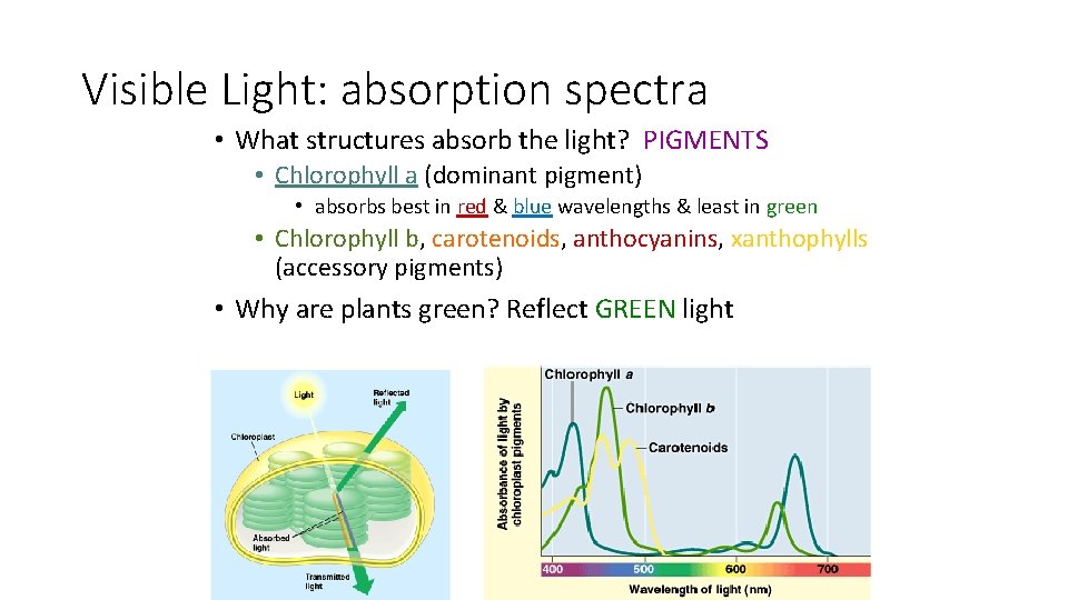 Visible Light: absorption spectra • What structures absorb the light? PIGMENTS • Chlorophyll a