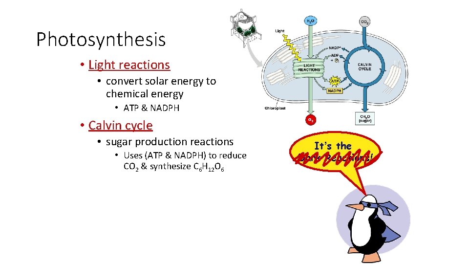 Photosynthesis • Light reactions • convert solar energy to chemical energy • ATP &