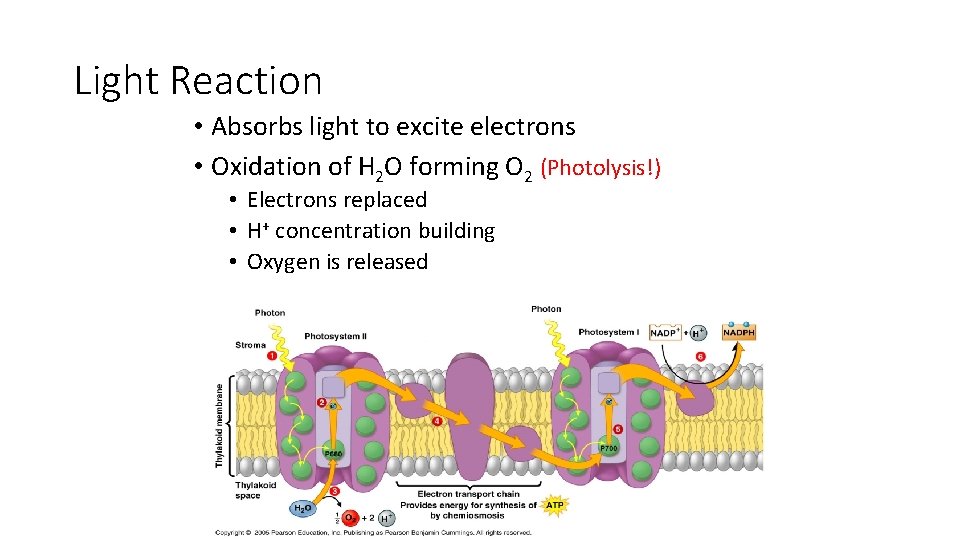 Light Reaction • Absorbs light to excite electrons • Oxidation of H 2 O