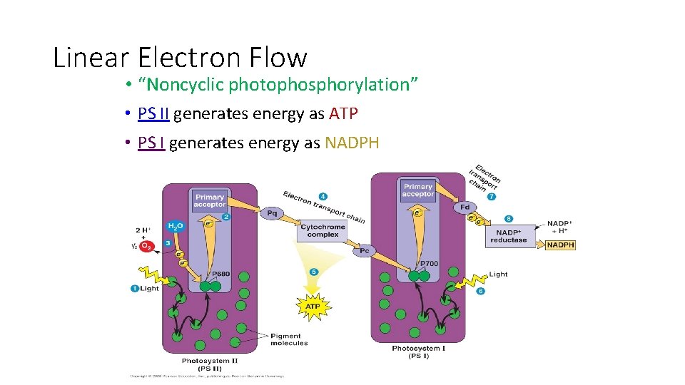 Linear Electron Flow • “Noncyclic photophosphorylation” • PS II generates energy as ATP •