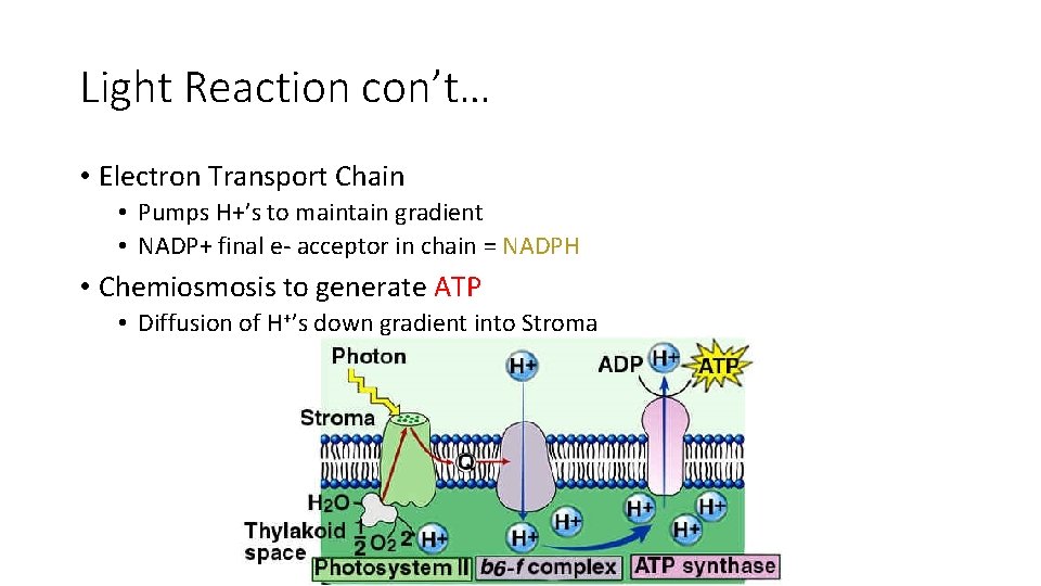 Light Reaction con’t… • Electron Transport Chain • Pumps H+’s to maintain gradient •