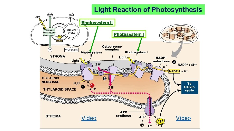 Light Reaction of Photosynthesis Photosystem II Photosystem I Video 