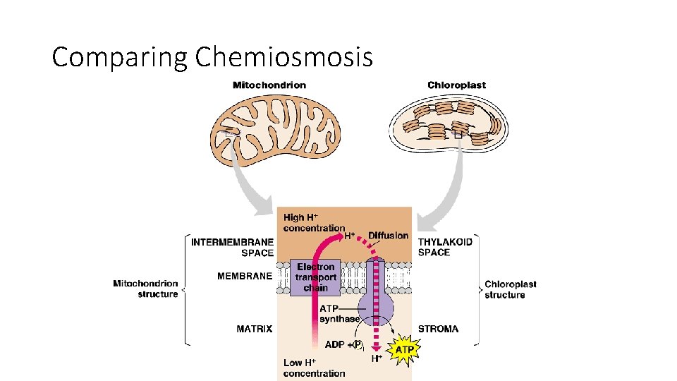 Comparing Chemiosmosis 2005 -2006 