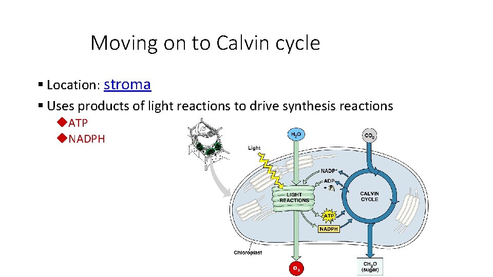 Moving on to Calvin cycle § Location: stroma § Uses products of light reactions