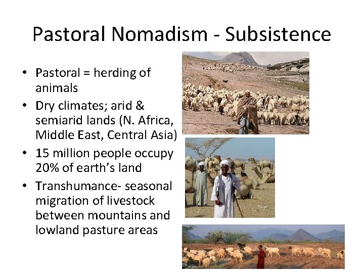 Pastoral Nomadism - Subsistence • Pastoral = herding of animals • Dry climates; arid