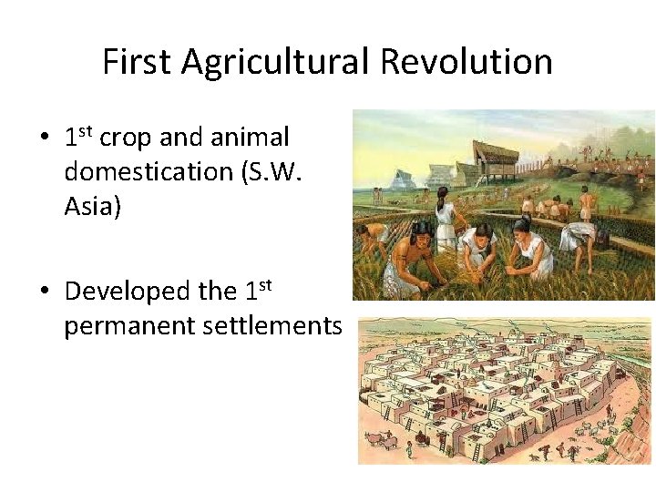 First Agricultural Revolution • 1 st crop and animal domestication (S. W. Asia) •