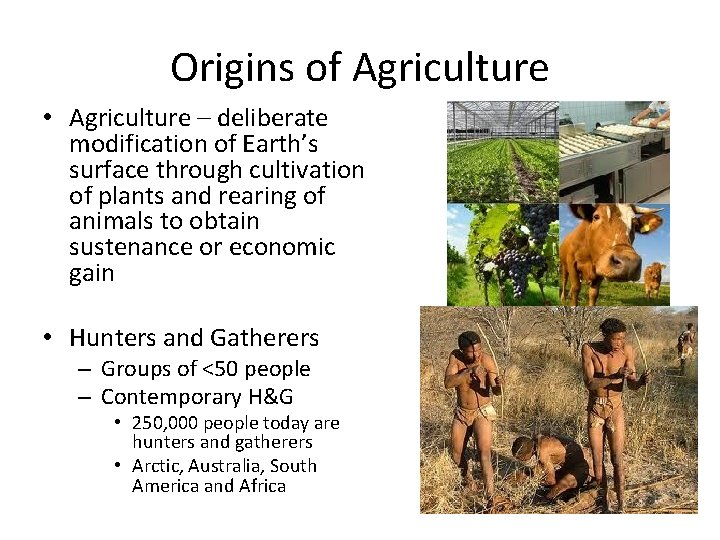 Origins of Agriculture • Agriculture – deliberate modification of Earth’s surface through cultivation of