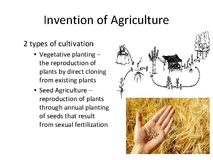 Invention of Agriculture 2 types of cultivation • Vegetative planting – the reproduction of