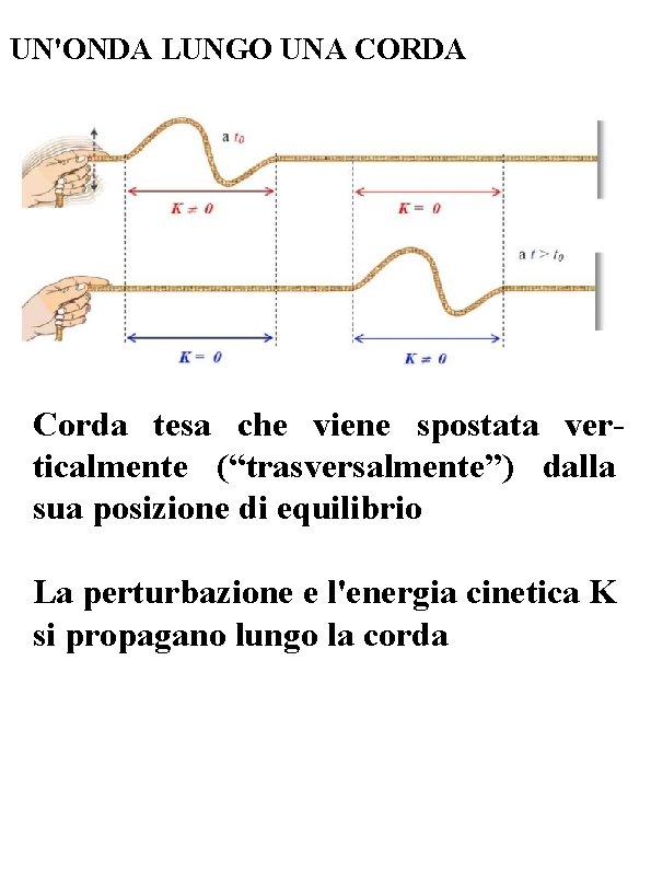 UN'ONDA LUNGO UNA CORDA Corda tesa che viene spostata verticalmente (“trasversalmente”) dalla sua posizione