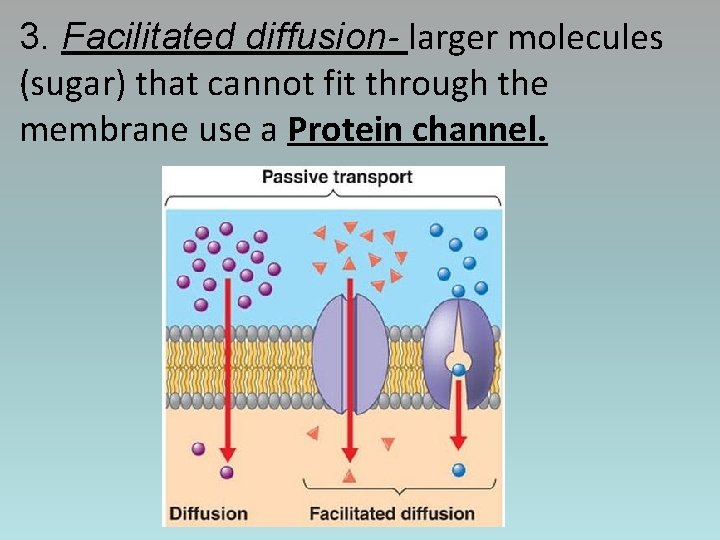 3. Facilitated diffusion- larger molecules (sugar) that cannot fit through the membrane use a