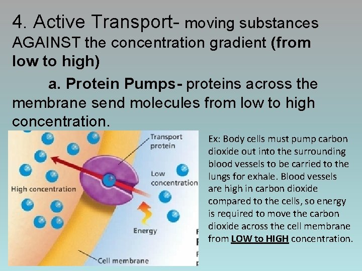 4. Active Transport- moving substances AGAINST the concentration gradient (from low to high) a.