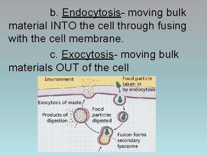 b. Endocytosis- moving bulk material INTO the cell through fusing with the cell membrane.