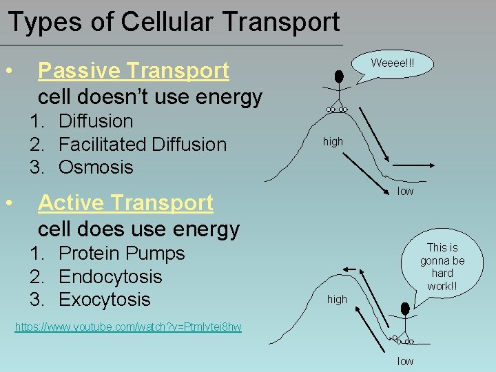 Types of Cellular Transport • Passive Transport cell doesn’t use energy 1. Diffusion 2.