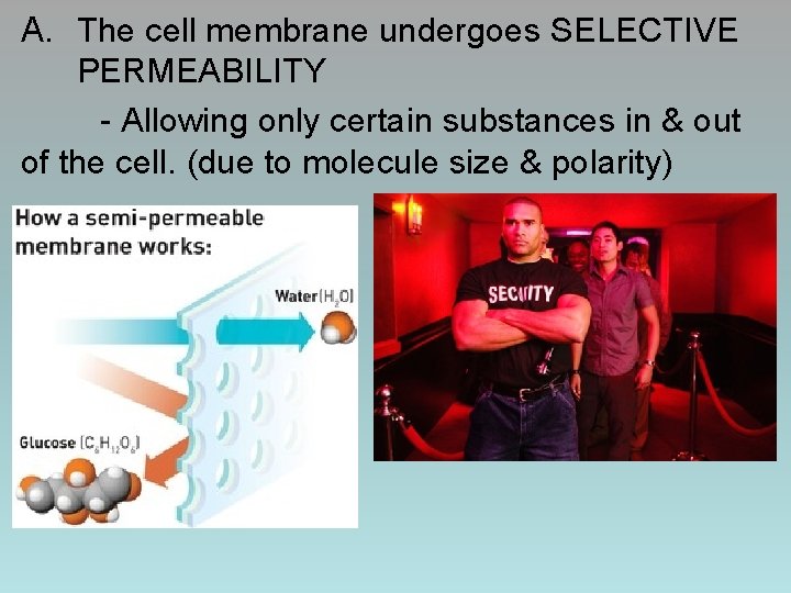 A. The cell membrane undergoes SELECTIVE PERMEABILITY - Allowing only certain substances in &