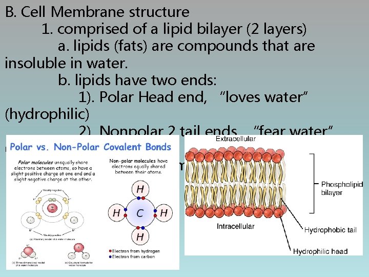 B. Cell Membrane structure 1. comprised of a lipid bilayer (2 layers) a. lipids
