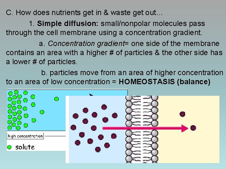 C. How does nutrients get in & waste get out… 1. Simple diffusion: small/nonpolar