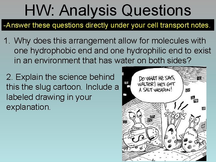 HW: Analysis Questions -Answer these questions directly under your cell transport notes. 1. Why
