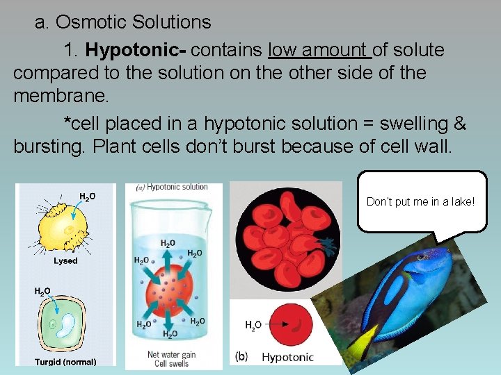 a. Osmotic Solutions 1. Hypotonic- contains low amount of solute compared to the solution