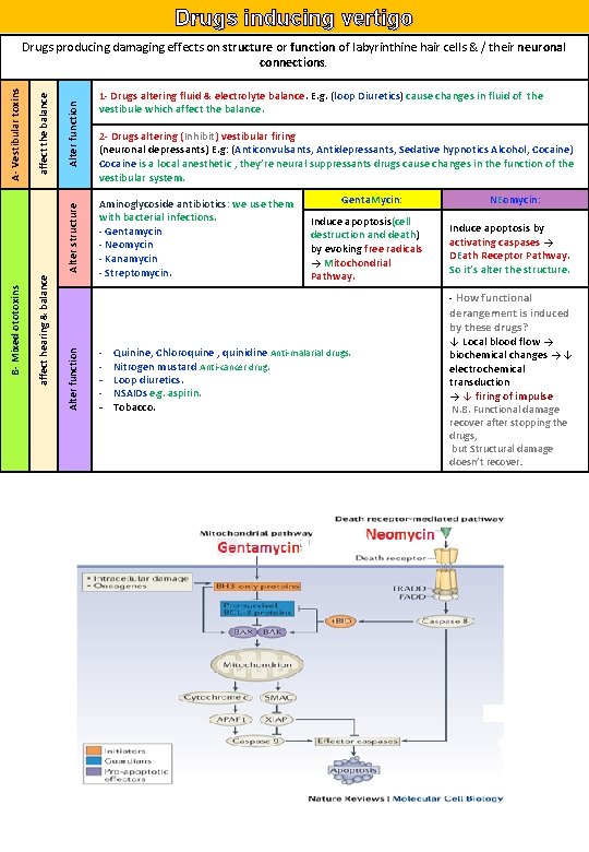 Drugs inducing vertigo Alter function affect hearing & balance B- Mixed ototoxins Alter structure