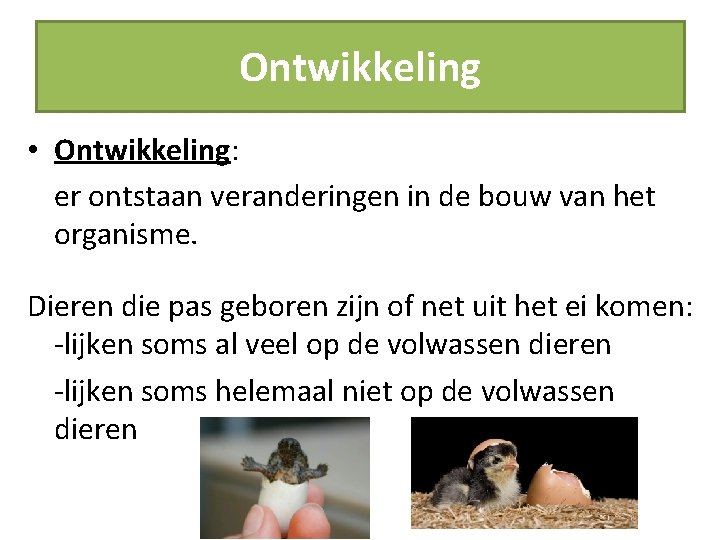 Ontwikkeling • Ontwikkeling: er ontstaan veranderingen in de bouw van het organisme. Dieren die