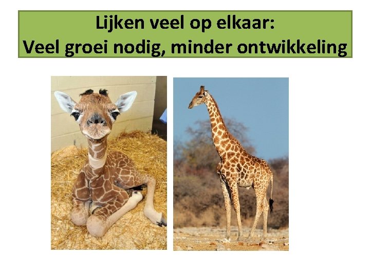 Lijken veel op elkaar: Veel groei nodig, minder ontwikkeling 