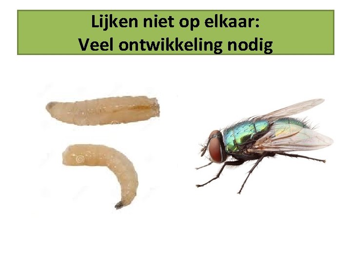 Lijken niet op elkaar: Veel ontwikkeling nodig 