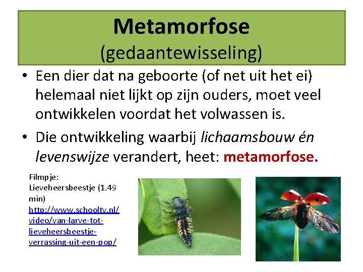 Metamorfose (gedaantewisseling) • Een dier dat na geboorte (of net uit het ei) helemaal