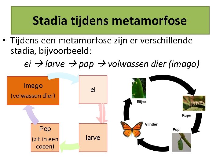 Stadia tijdens metamorfose • Tijdens een metamorfose zijn er verschillende stadia, bijvoorbeeld: ei larve