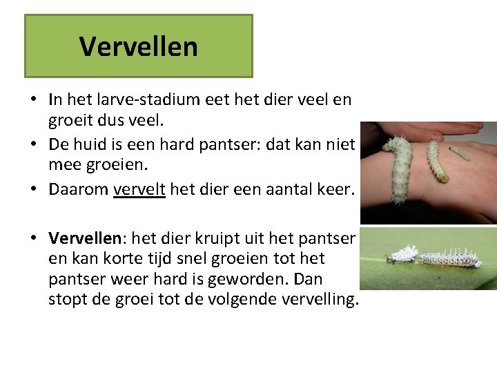 Vervellen • In het larve-stadium eet het dier veel en groeit dus veel. •