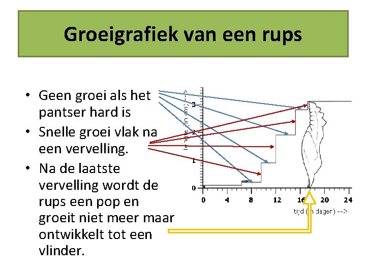 Groeigrafiek van een rups • Geen groei als het pantser hard is • Snelle