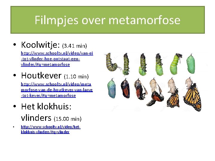 Filmpjes over metamorfose • Koolwitje: (3. 41 min) http: //www. schooltv. nl/video/van-ei -tot-vlinder-hoe-ontstaat-eenvlinder/#q=metamorfose •