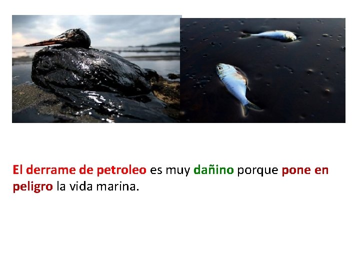 El derrame de petroleo es muy dañino porque pone en peligro la vida marina.