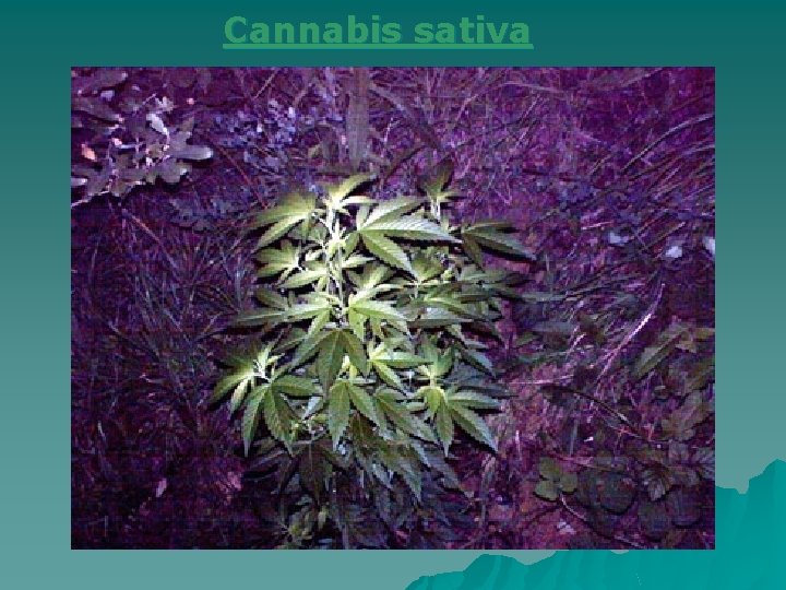 Cannabis sativa 