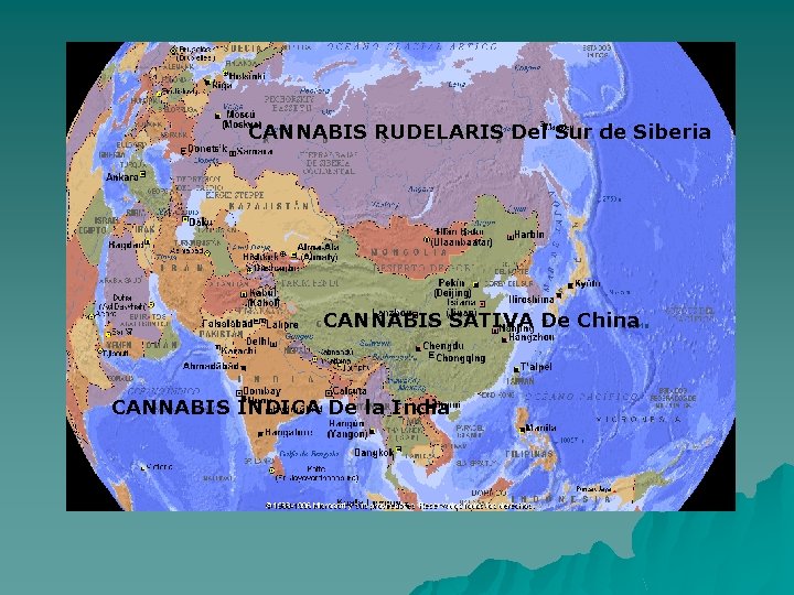 CANNABIS RUDELARIS Del Sur de Siberia CANNABIS SATIVA De China CANNABIS INDICA De la