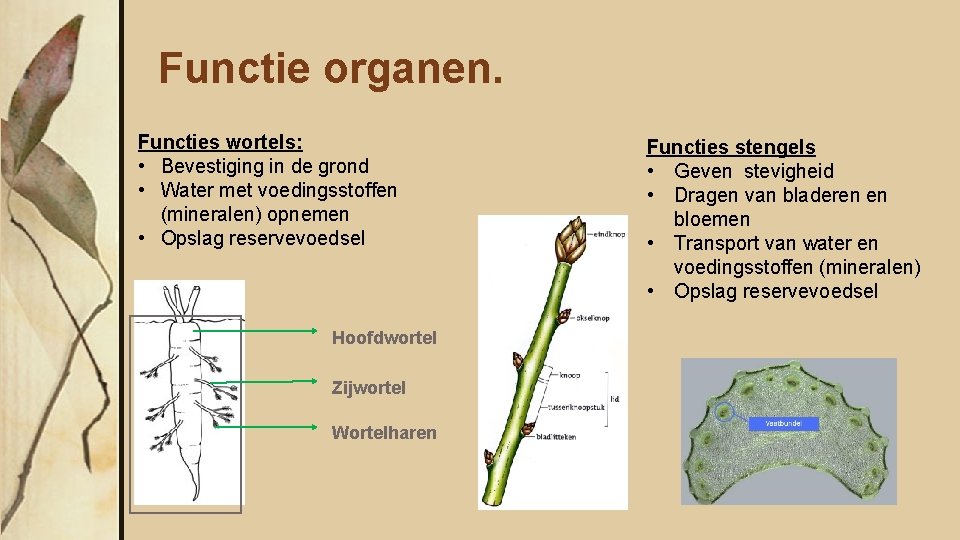 Functie organen. Functies wortels: • Bevestiging in de grond • Water met voedingsstoffen (mineralen)