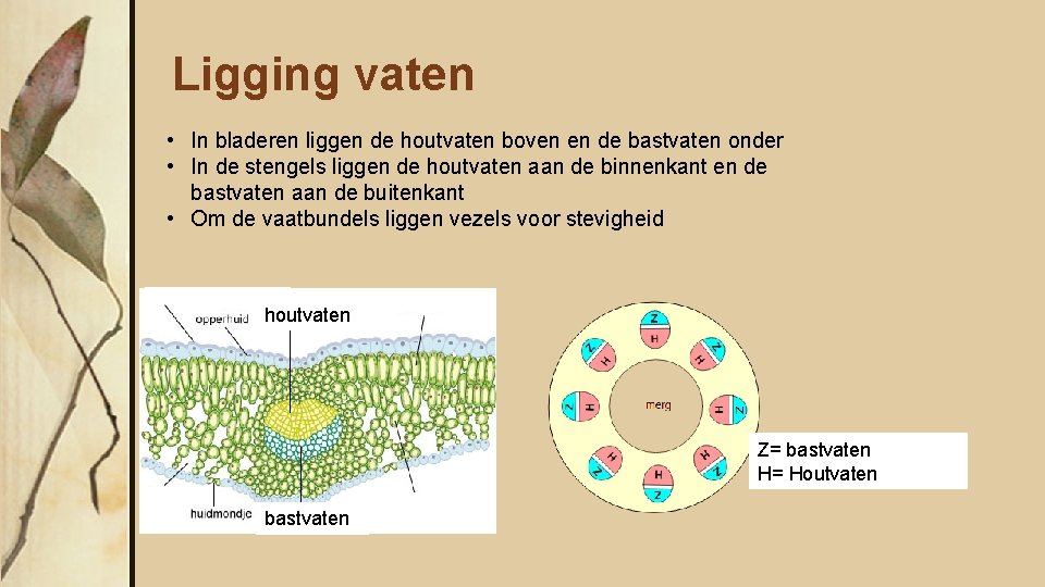 Ligging vaten • In bladeren liggen de houtvaten boven en de bastvaten onder •