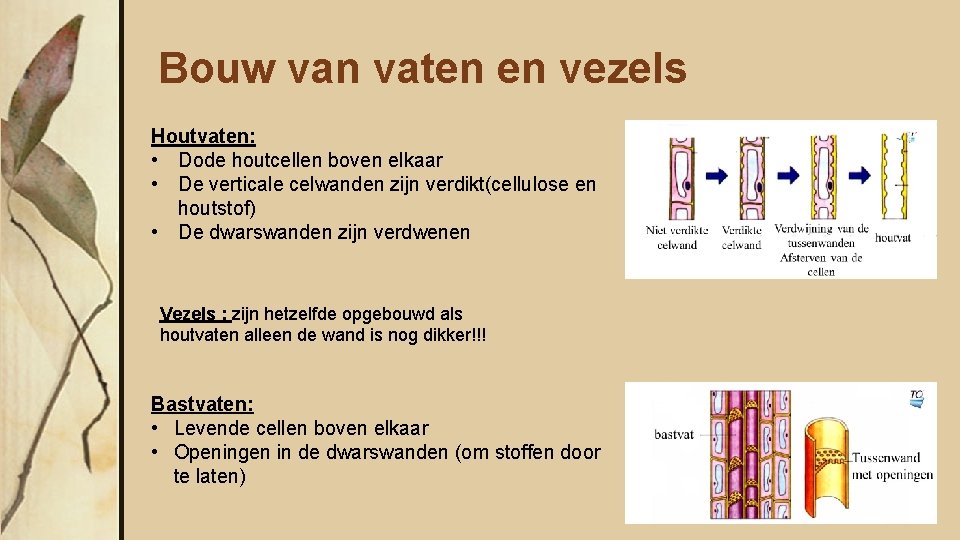 Bouw van vaten en vezels Houtvaten: • Dode houtcellen boven elkaar • De verticale