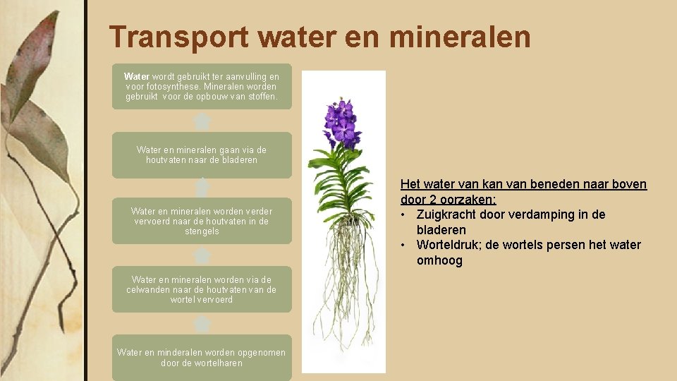 Transport water en mineralen Water wordt gebruikt ter aanvulling en voor fotosynthese. Mineralen worden