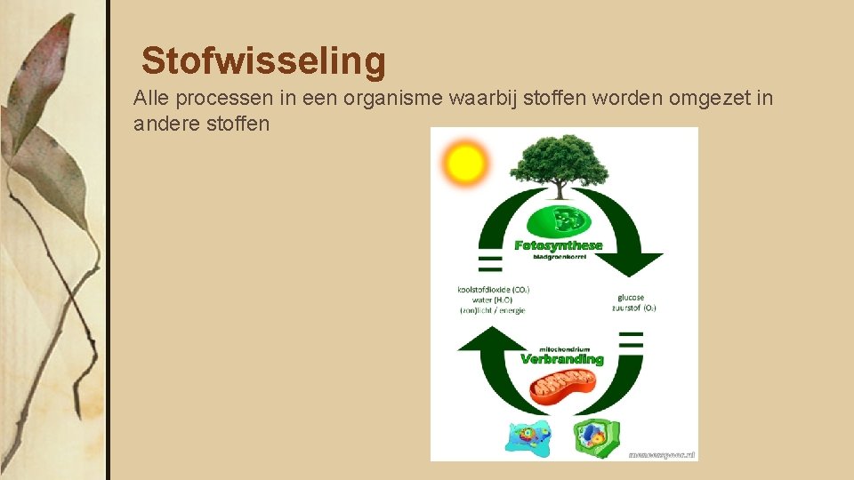 Stofwisseling Alle processen in een organisme waarbij stoffen worden omgezet in andere stoffen 