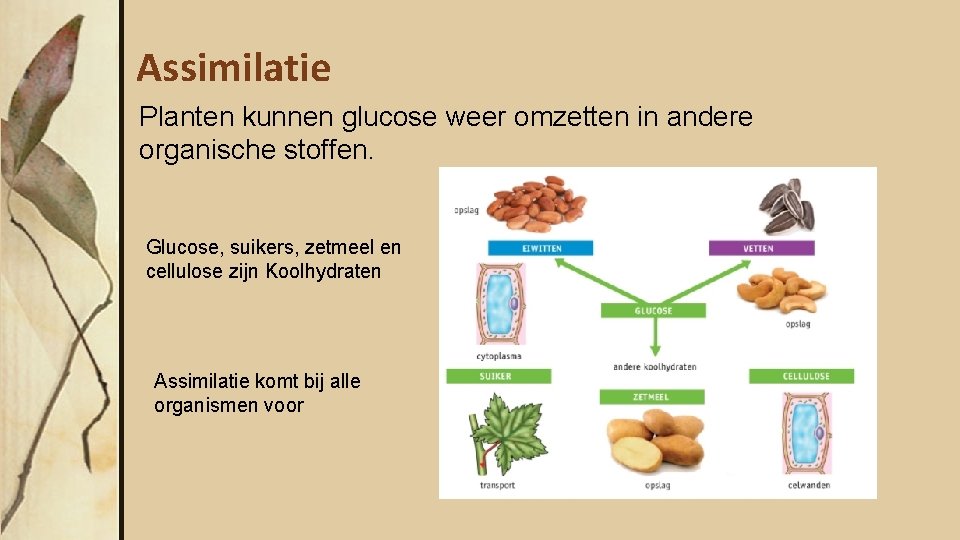 Assimilatie Planten kunnen glucose weer omzetten in andere organische stoffen. Glucose, suikers, zetmeel en