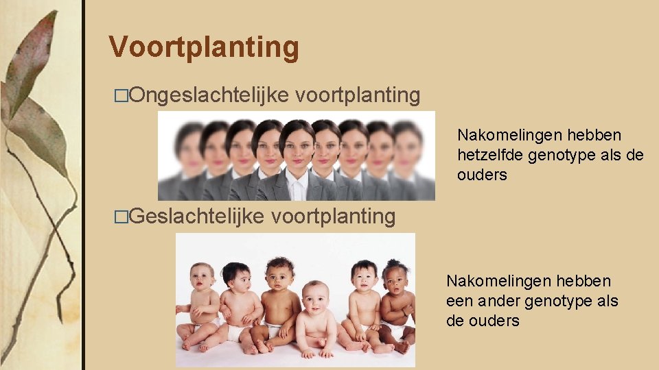 Voortplanting �Ongeslachtelijke voortplanting Nakomelingen hebben hetzelfde genotype als de ouders �Geslachtelijke voortplanting Nakomelingen hebben