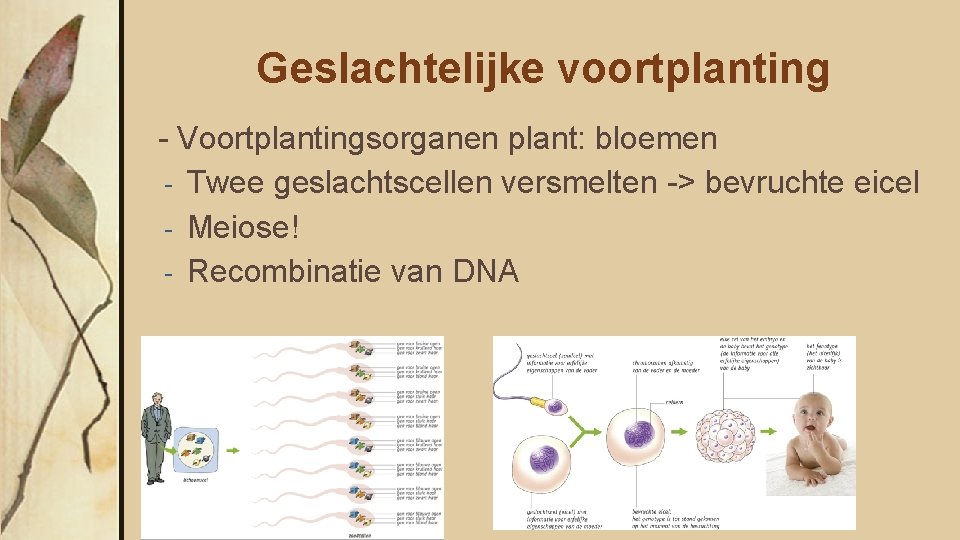 Geslachtelijke voortplanting - Voortplantingsorganen plant: bloemen - Twee geslachtscellen versmelten -> bevruchte eicel -